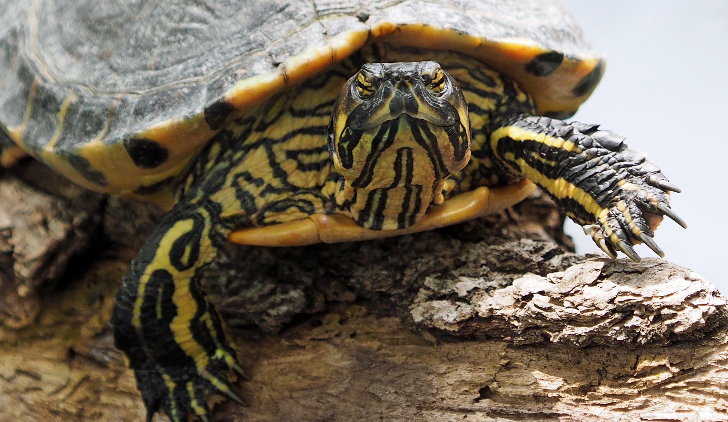 turtle lifespan