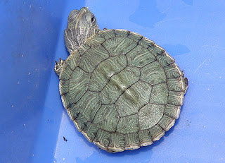 巴西龜 red ear turtle