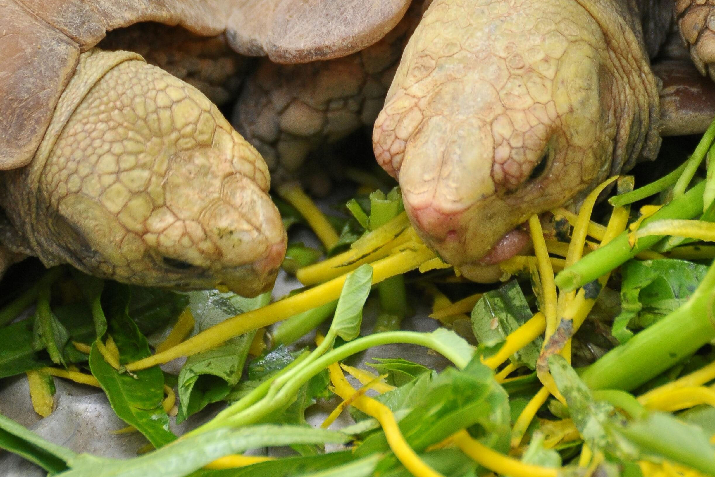 從草食到肉食：烏龜食性的深入解析，飼養者必看-turtleshk