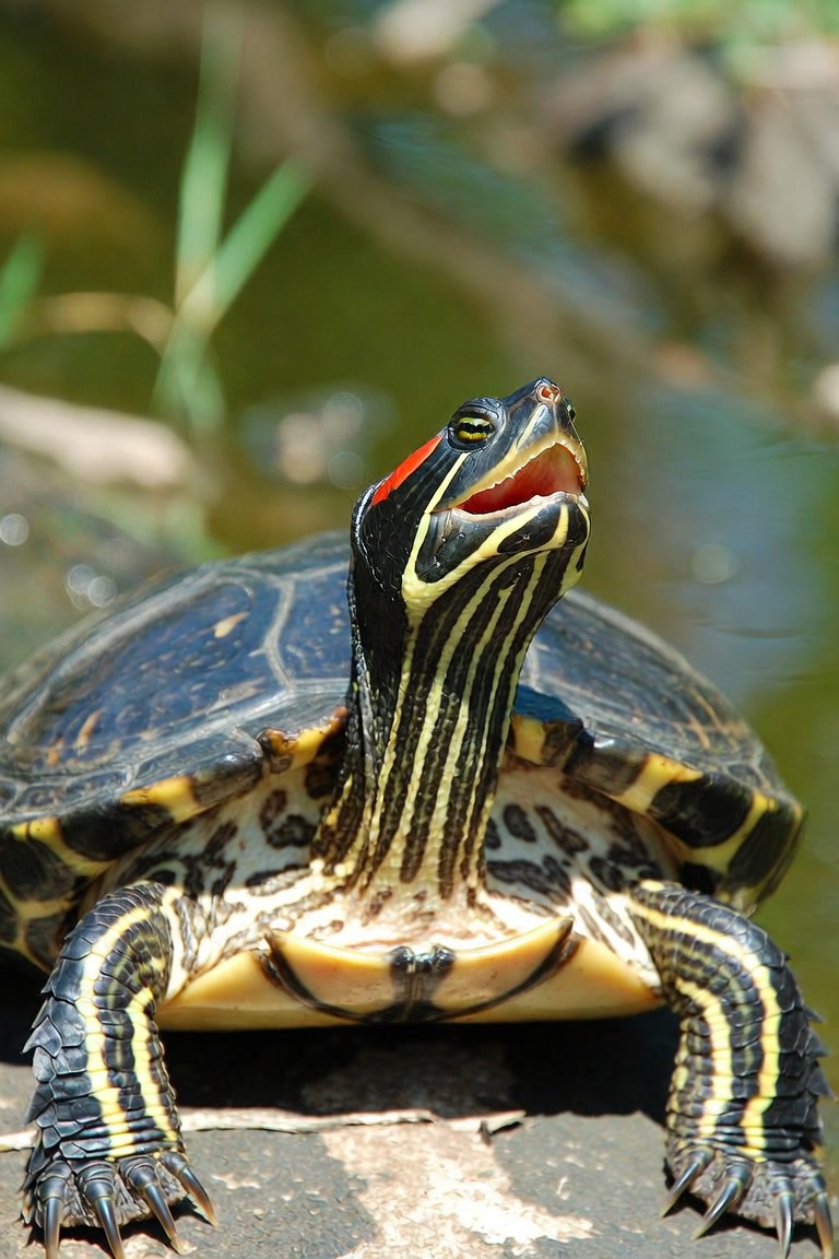 red-eared slider turtle making sound