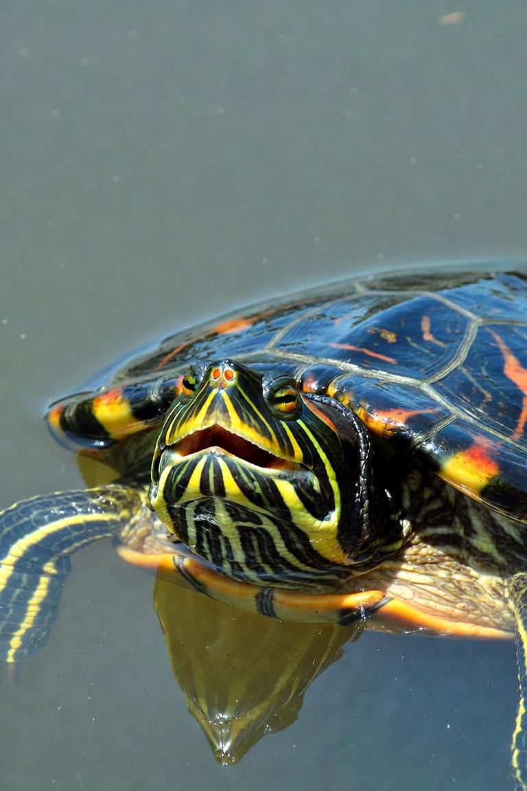 turtle sick