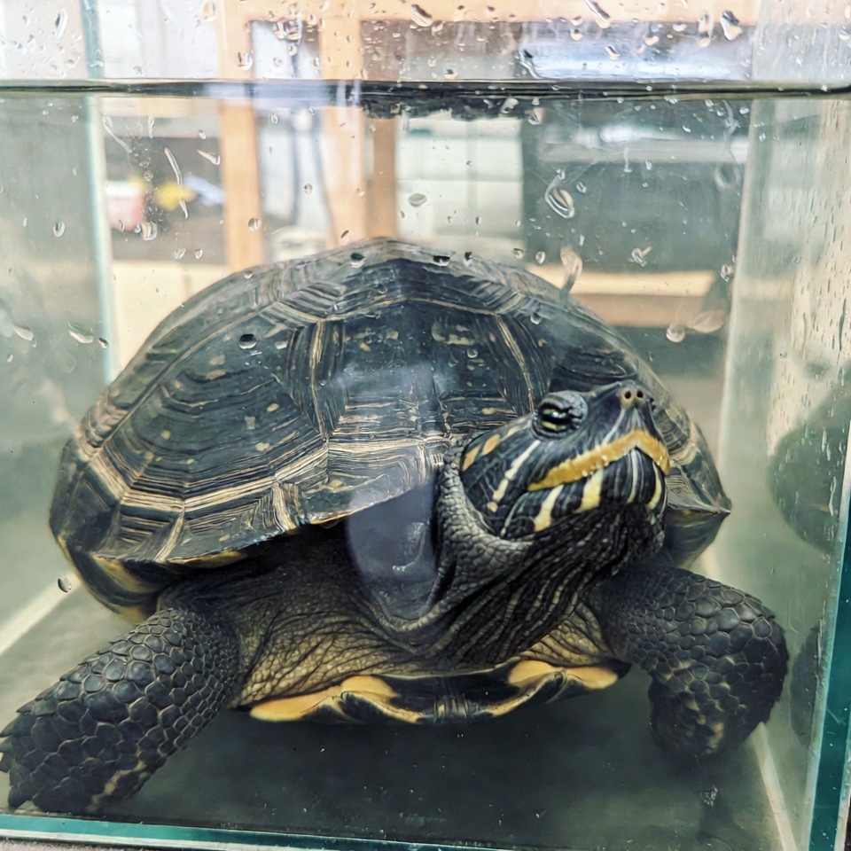 龜缸
