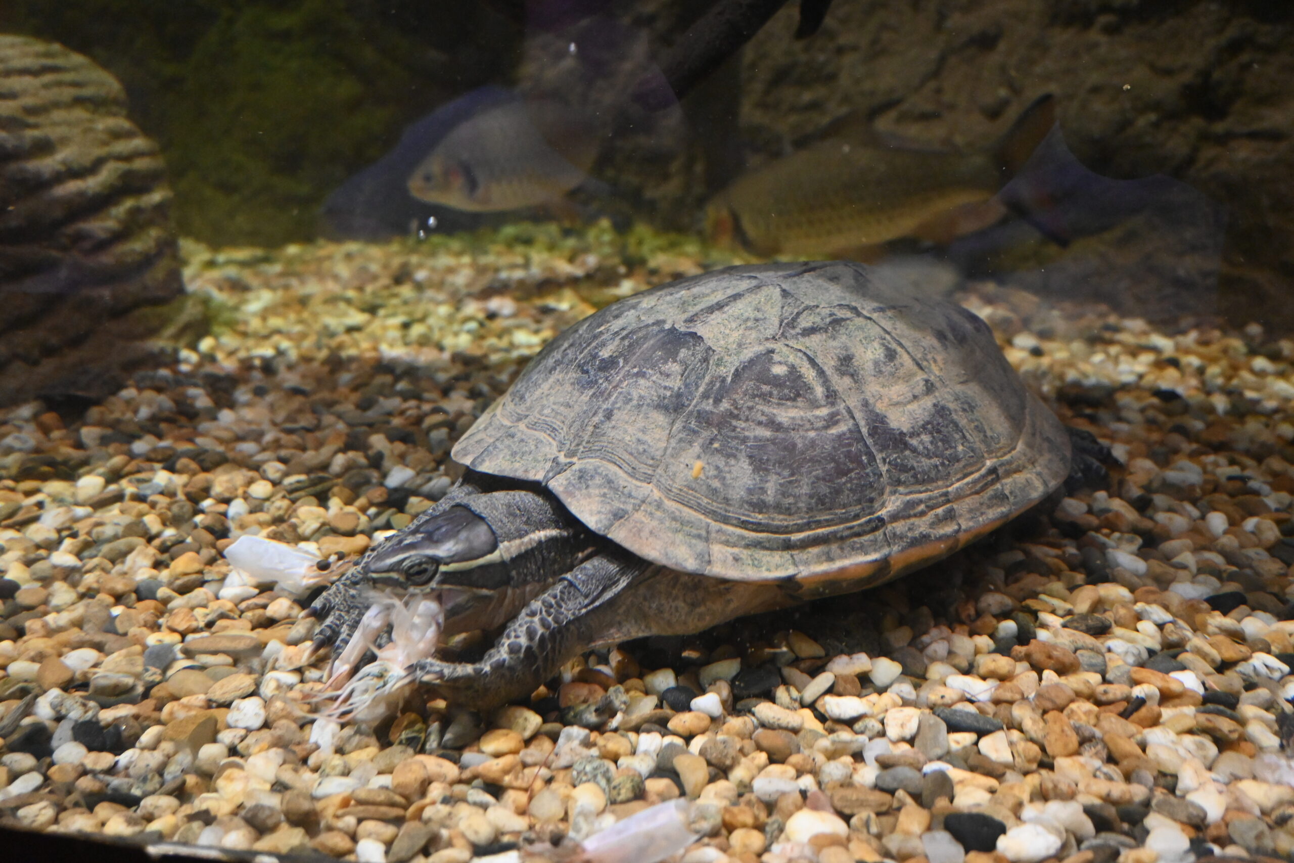 turtle eating